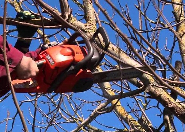 У Вінниці прибрали аварійні дерева