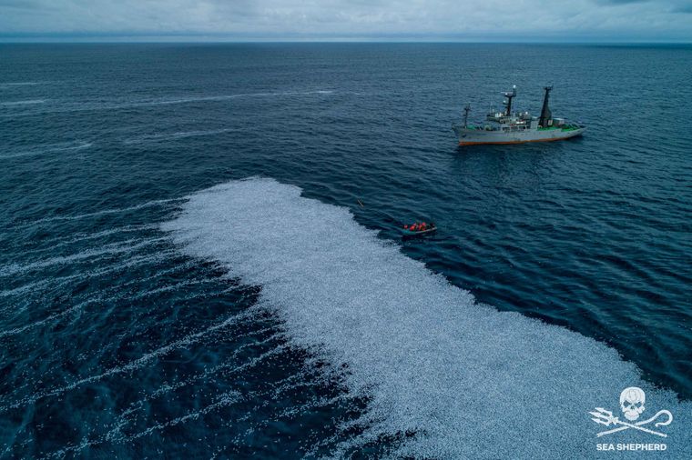 Плаваючий килим: гігантське судно викинуло на берег Франції понад 100 тисяч мертвих риб 