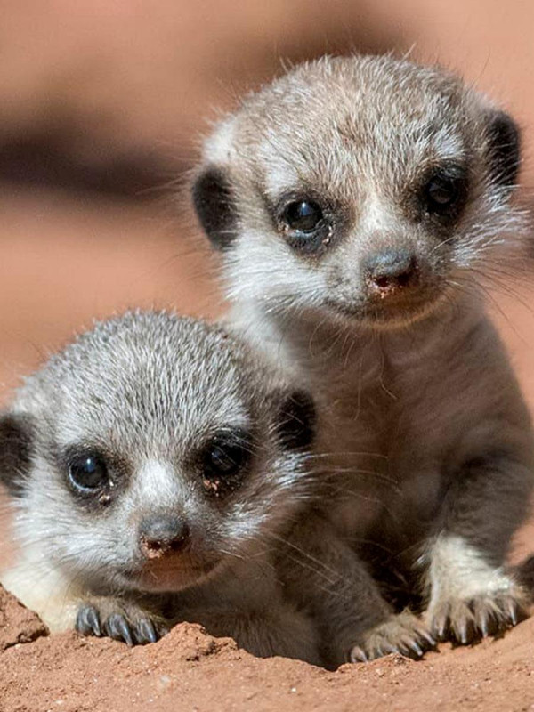 Вінницькі зоологи зафільмували весняні розваги сурикатів