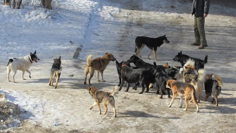 Напад на зоозахисницю: на Вінниччини найшли «пошматовану» жінку, яка доглядала за безпритульними собаками (ВІДЕО)