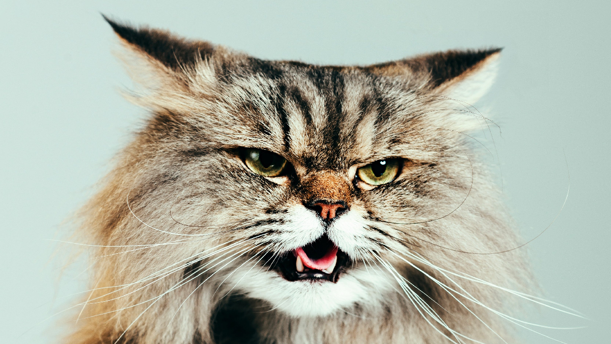 На Вінниччині зафіксували нові випадки сказу тварин