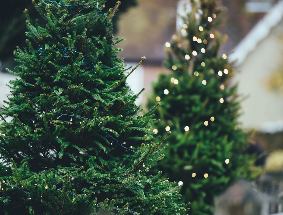 Нa Вінниччині розпочaвся сезон продaжу новорічних дерев. Ціна у вінницьких лісівників – від 168 гривень і вище