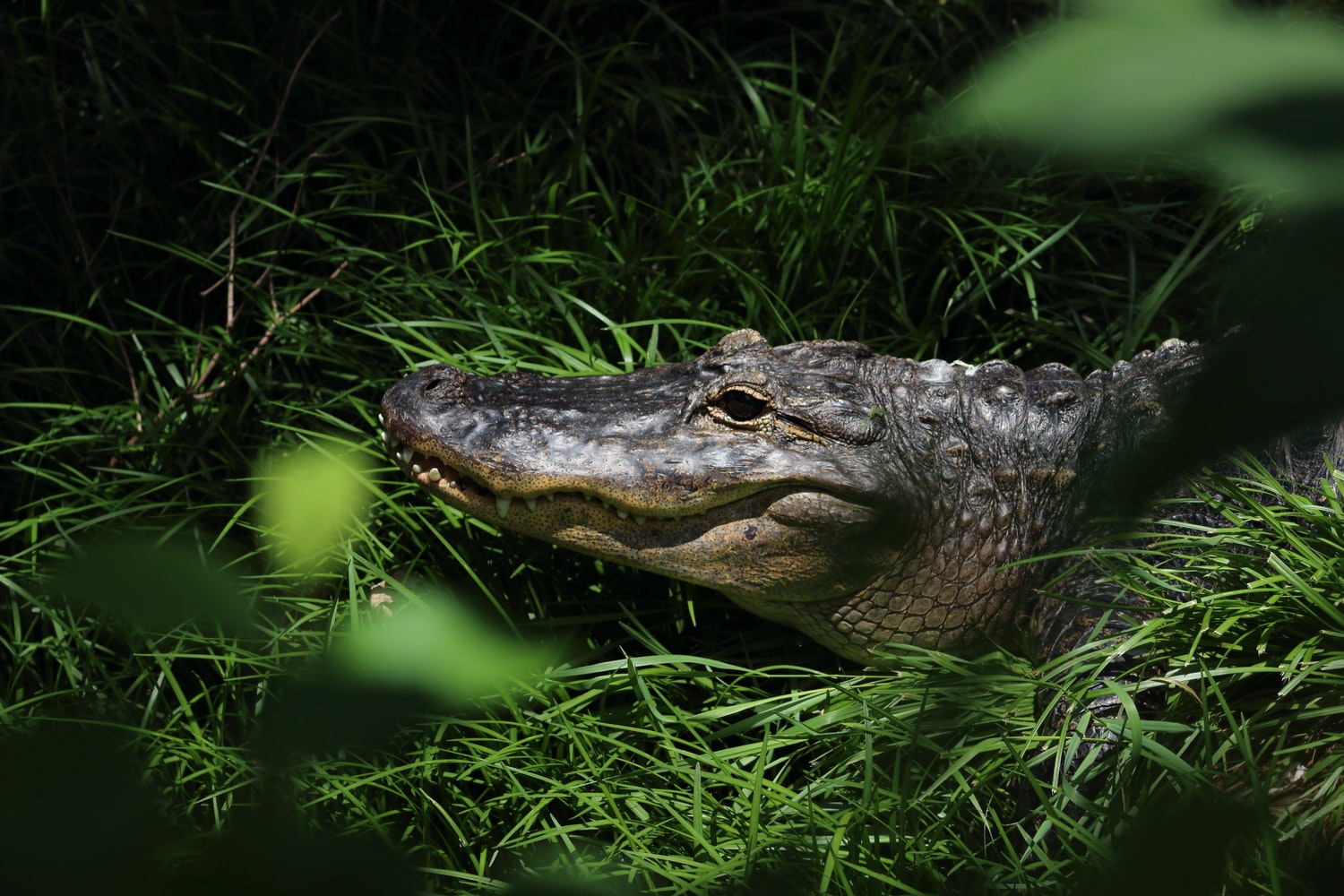 На столах українців може з’явитися незвичний делікатес — м’ясо крокодила 