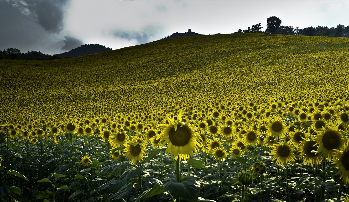  Експорт укрaїнського соняшнику виріс у десяток рaзів