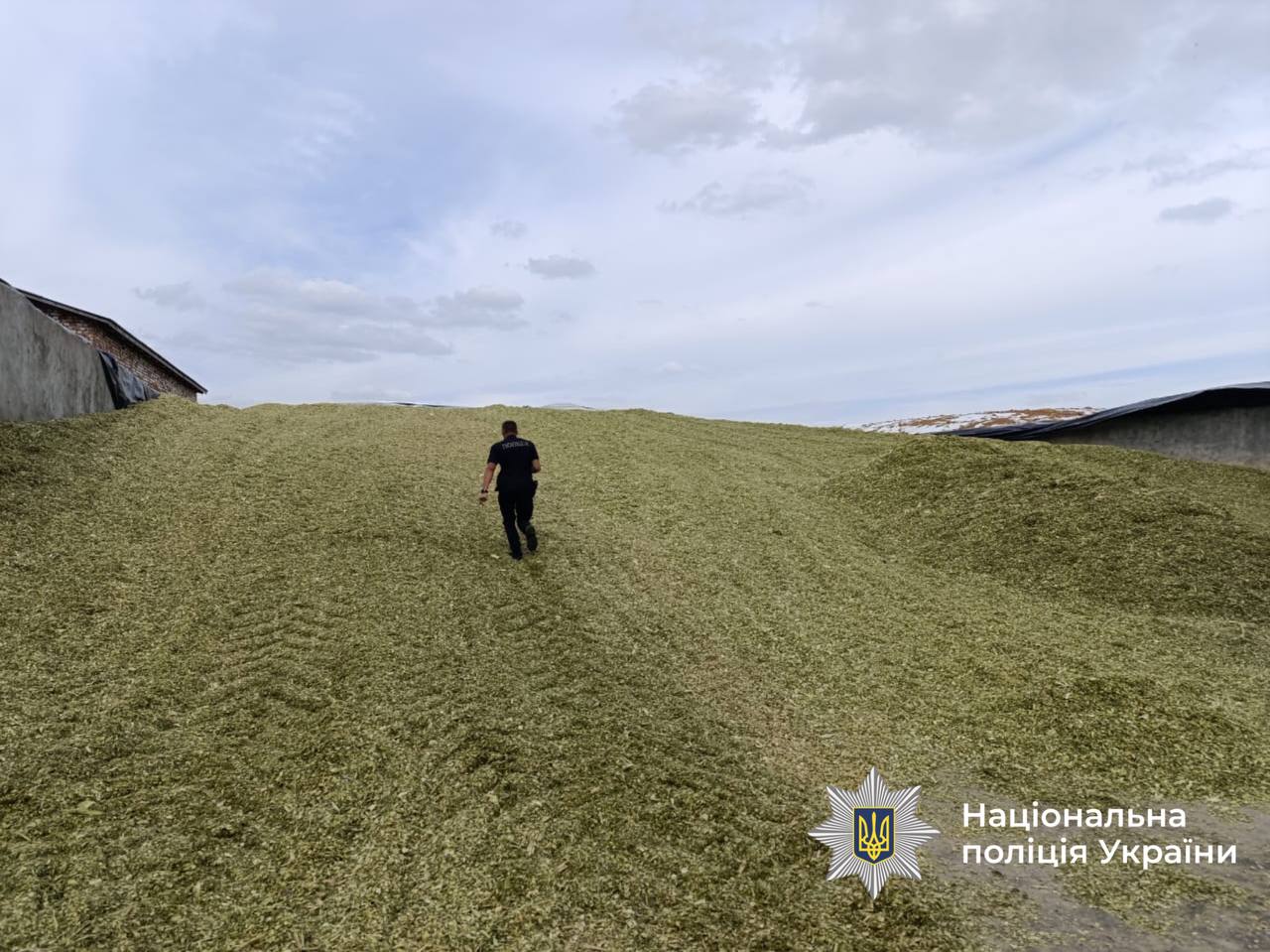 Трагедія на фермі у Могилів-Подільському районі: тракторист наїхав на двох працівників