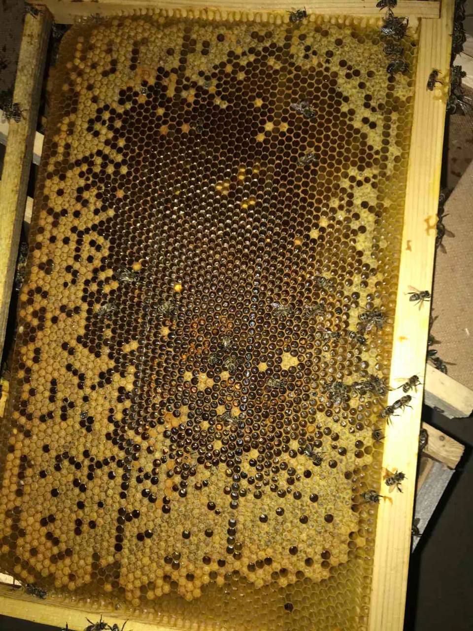 Укрпошта випадково вбила 8 мільйонів бджіл