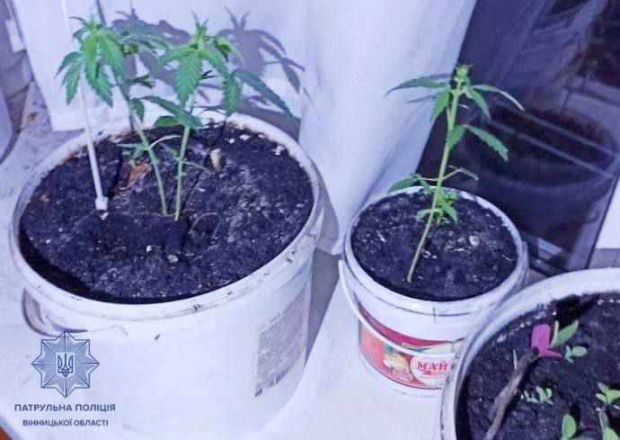 «Вирощував як вазон»: у Вінниці чоловік випадково видав поліції власну посадку конопель