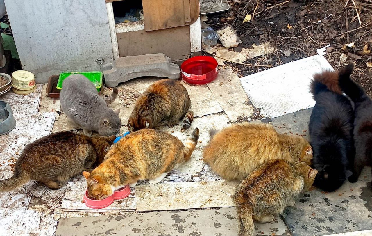 Волонтери "Української команди" Вінниччини передали корм для тварин вінницькому притулку