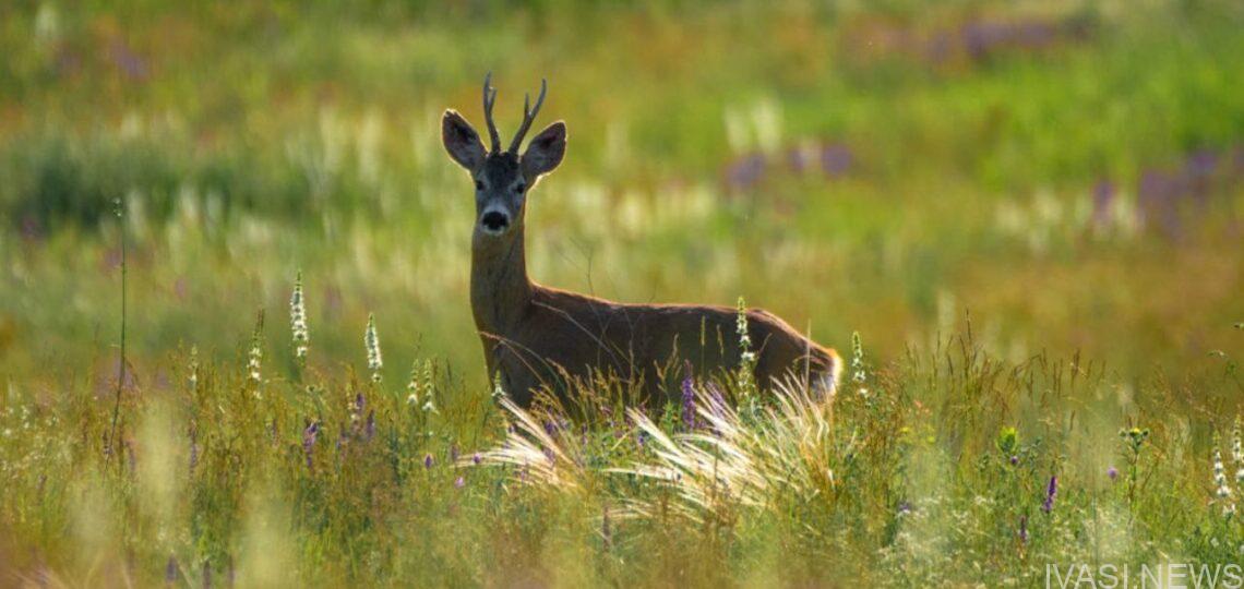 Створення національного природного парку "Буджацькі Степи" на території Одеської області