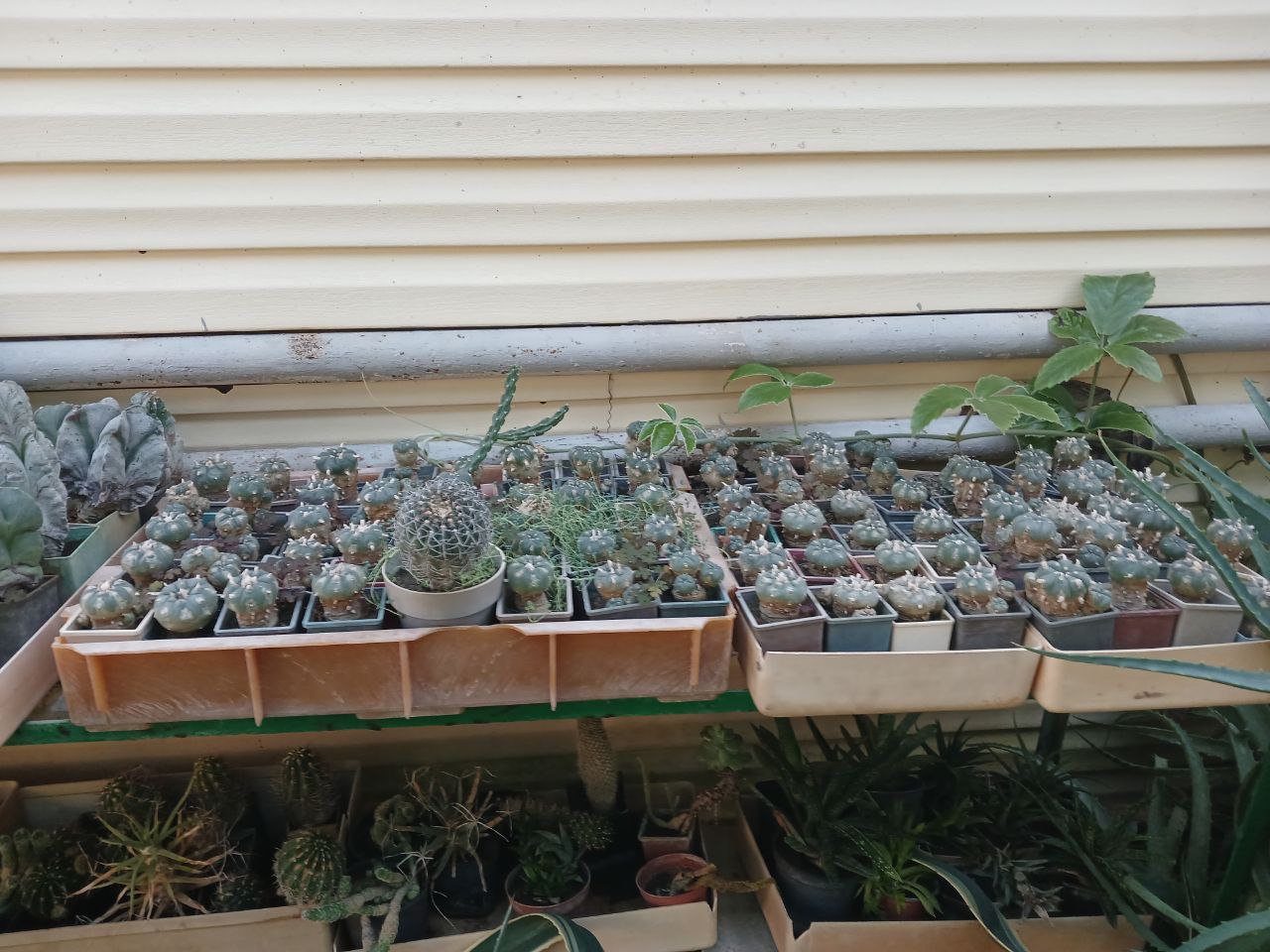 У Вінниці в теплиці юннатів вирощують плоди для захисників 