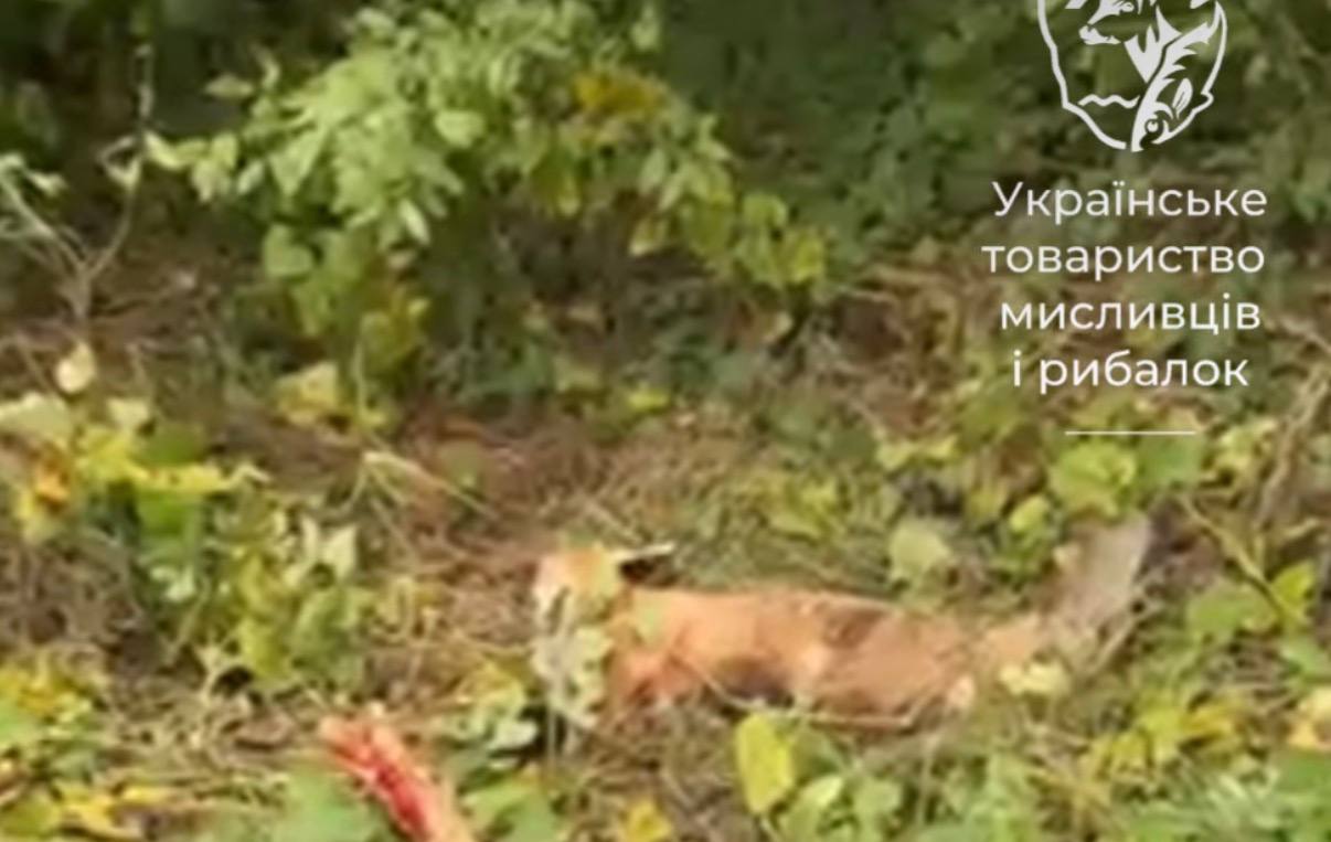 На Вінниччині скажена лисиця пошкодила авто та кинулася на водія