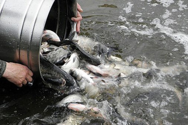 На Вінниччині водосховище отримає 12 тонн риби: зариблення для підтримки рибного фонду та екосистем