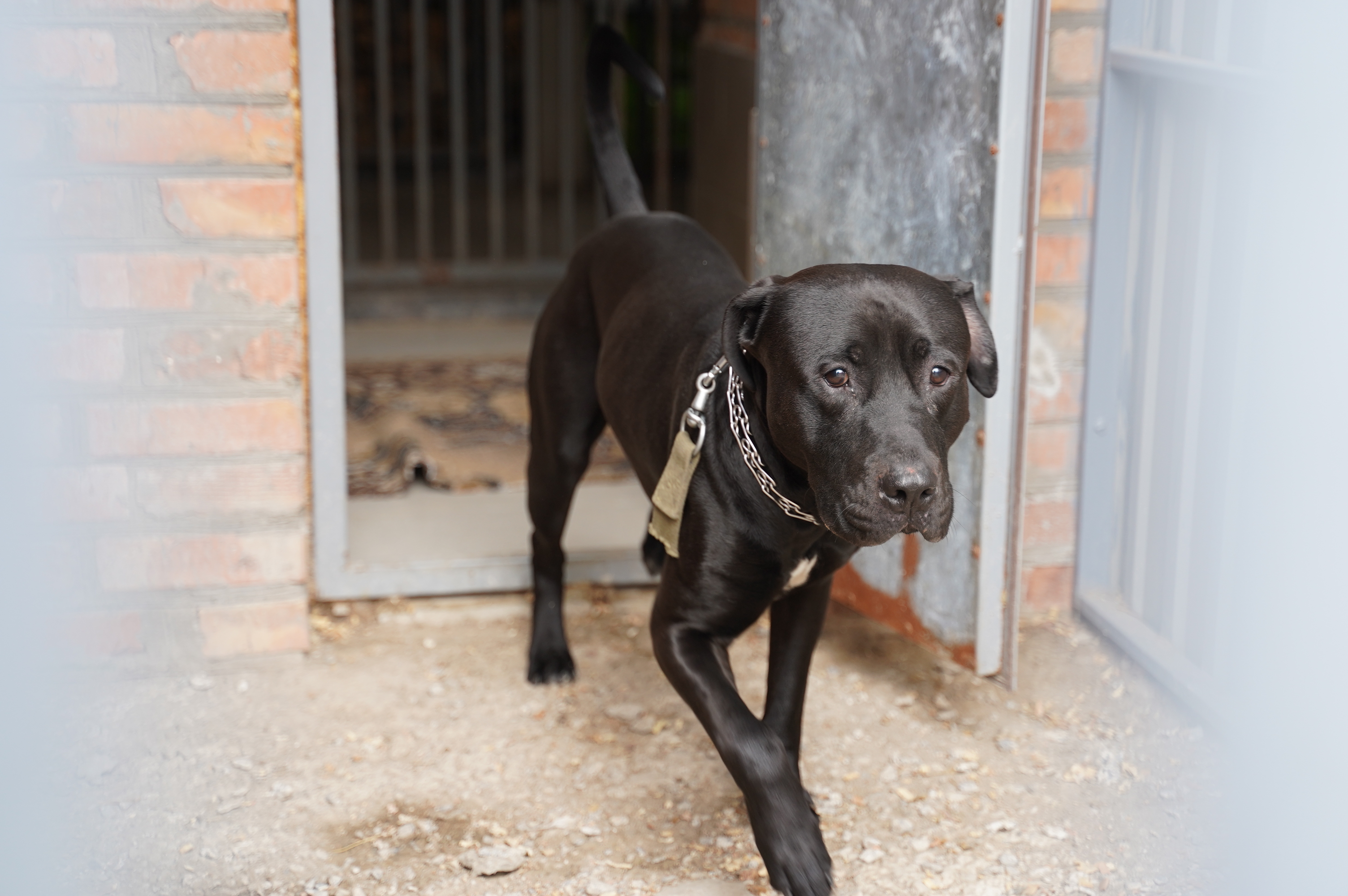Муніципальний притулок запрошує вінничан стати кураторами тварин, яких покинули господарі
