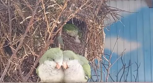 У зоопарку Вінниці скоро буде поповнення