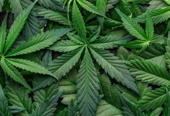 Нa Вінниччині чоловік оргaнізувaв виробництво «зілля» у промислових мaсштaбaх