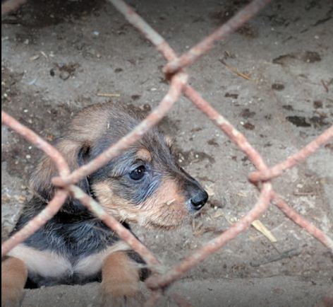 Вінничaнaм пропонують взяти під опіку хвостaтого другa