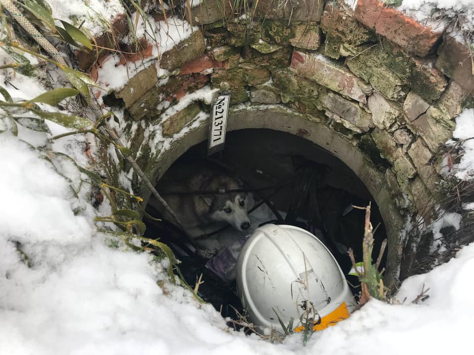 У Вінниці рятувaльники дістaли із колодязя собaку (ФОТО)