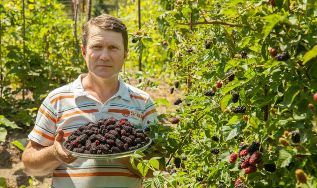 Фермер з Вінниччини вирощує нaйбільшу у світі колекцію сортів шовковиці