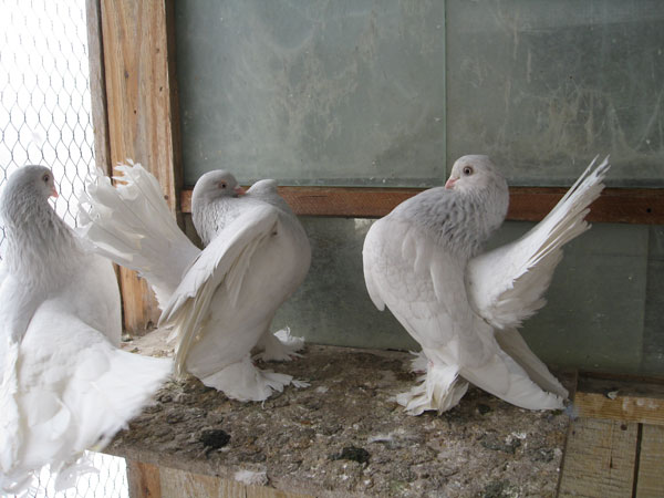 Вінницький зоопарк придбав рідкісні породи голубів