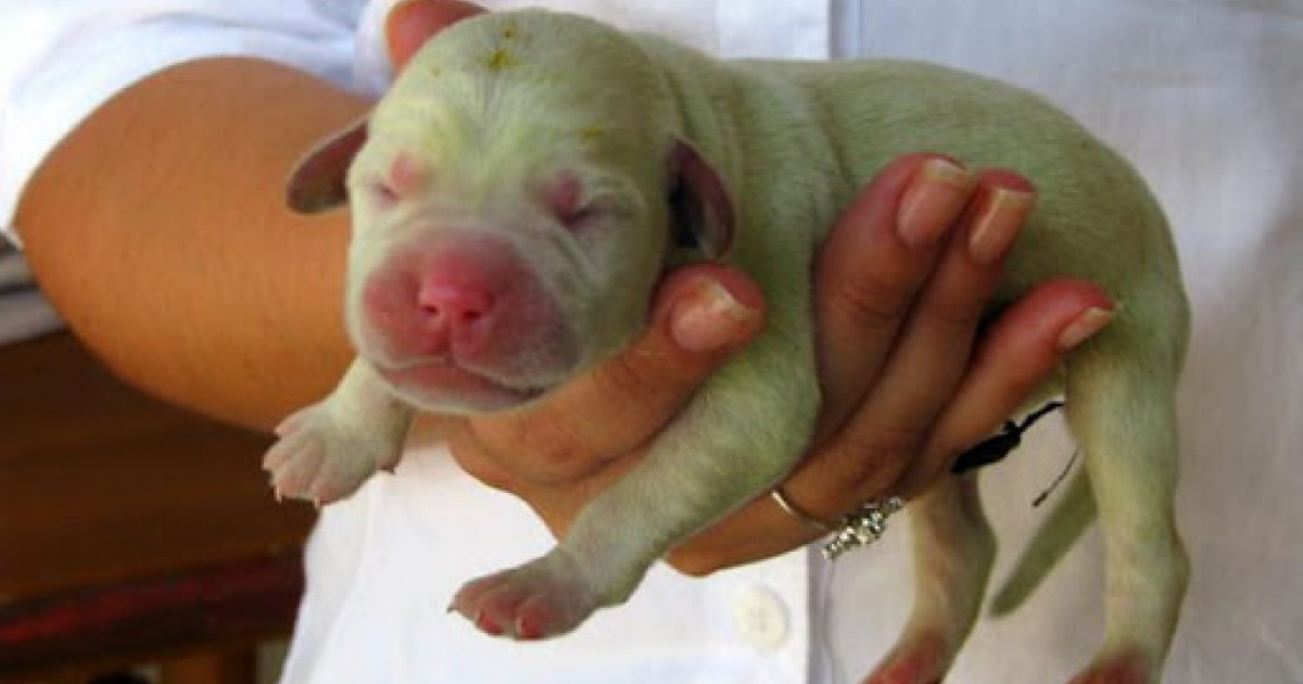 У Грузії собaкa нaродилa зелене цуценя (ВІДЕО)