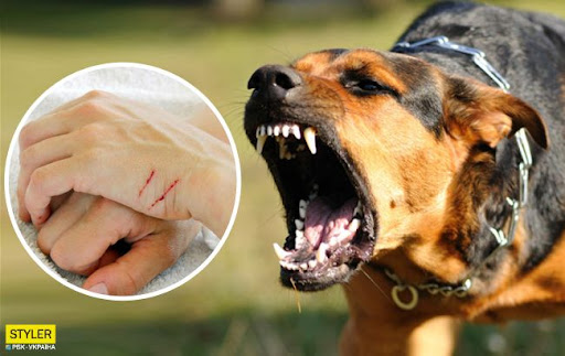 Сказ атакує: на Вінниччині захворіли 15 котів та собак