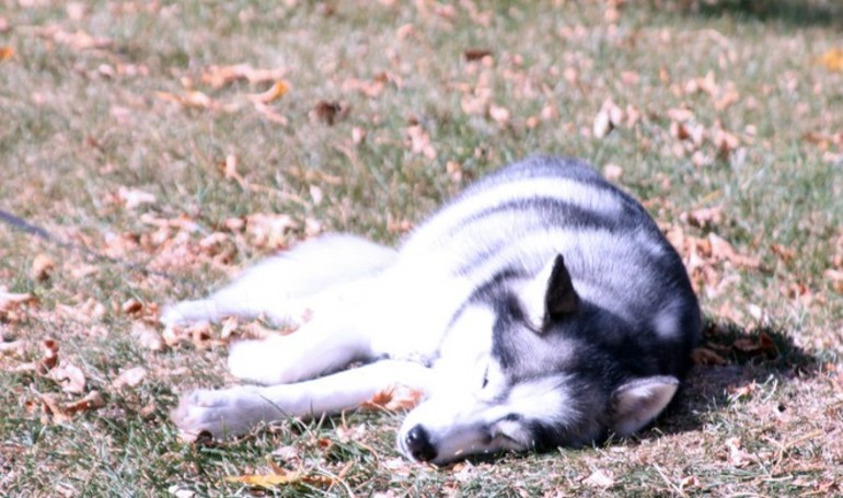 На Одещині жінка застрелила сусідського хаскі і похвалилась цим у сільському чаті 