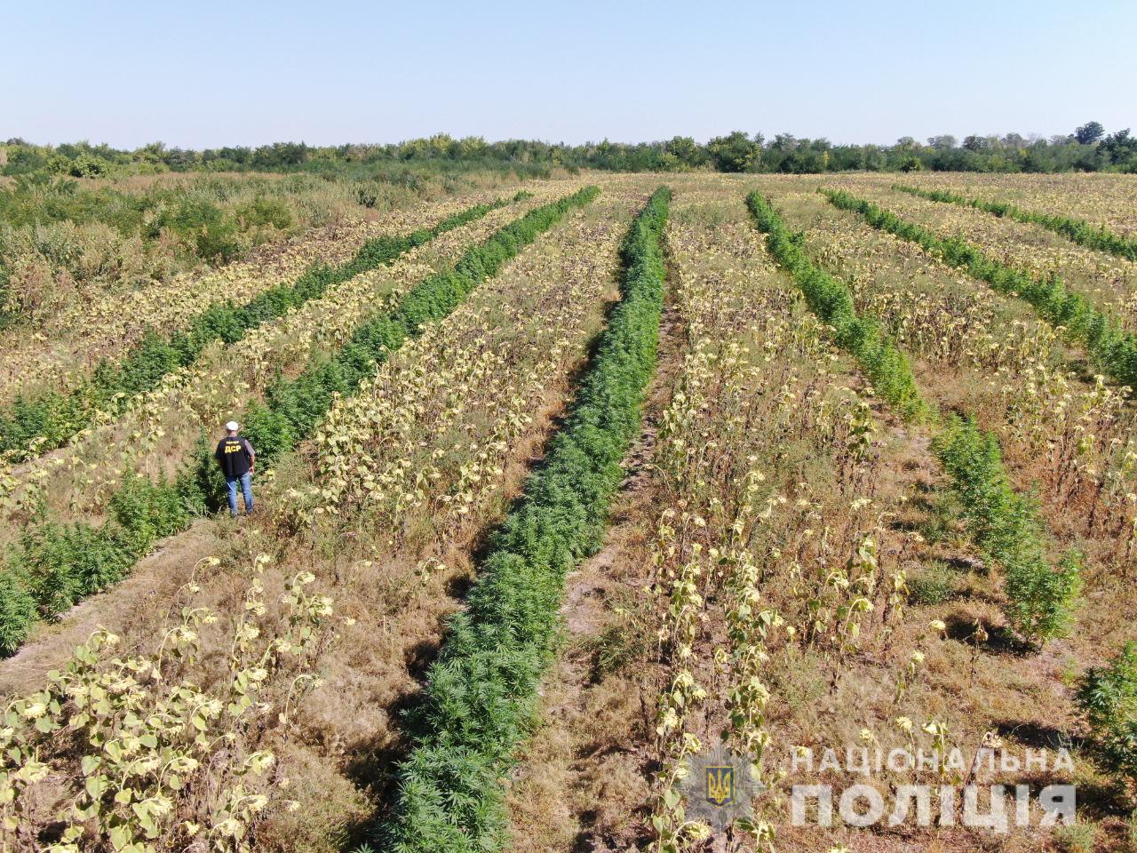 Під Мелітополем поліцейські виявили «плантацію» конопель на 10 мільйонів гривень