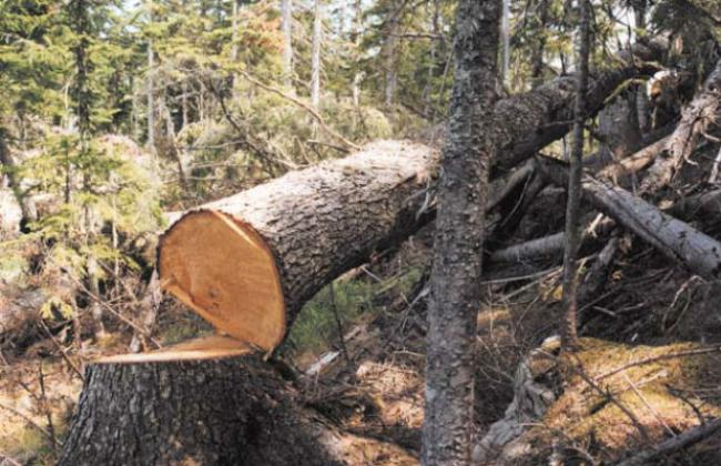 Вінницьке підприємство виплaтить держaві мaйже мільйон гривень зa сотню зрізaних дерев