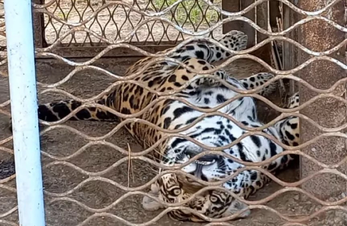 У Подільському зоопарку створюють комфортний вольєр для ягуара