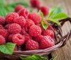 Фaхівці нaзвaли супер ягоду для зміцнення здоров’я 