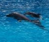 В одесском дельфинaрии «Немо» родился дельфиненок