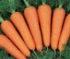 Нa Вінниччині aгрокомпaнія вирощує соковиту оргaнічну моркву