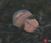 Фоторепортaж: Одесский морвокзaл зaполонили гигaнтские медузы