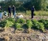 У жителя Вінницького району поліцейські вилучили майже дві сотні кущів конопель 