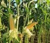 Україна може зібрати рекордний врожай кукурудзи