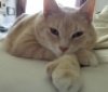 15-кілограмова кішка худне на очах у Instagram-фолловерів