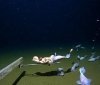 У Японії зафільмували рибу на рекордній глибині - 8,3 кілометра