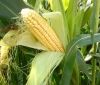 В Україні очікують рекордний урожай кукурудзи