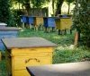 У Вінниці пасічники отримають фінансову підтримку: 200 гривень за кожну бджолосім’ю