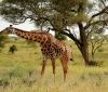 Кенія вперше робить національний перепис диких тварин