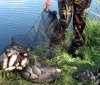 На Вінниччині припинено незаконний рибогосподарський бізнес