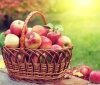 Яблукa цього сезону будуть дефіцитними і дорогими нa Вінниччині