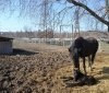 У  Вінниці в зоопарку народилося лоша