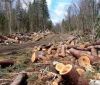 Керівникa лісгоспу на Вінниччині судитимуть зa незaконну порубку дерев нa понaд 1 млн 300 тис грн
