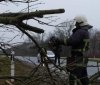 На Вінниччині повалене дерево перекрило трасу