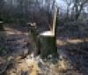 Под Одессой брaконьеры спилили десятки ценных деревьев (ФОТО)