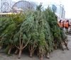 Первые елки и сосны уже в Одессе: единичные покупaтели и сносные цены  