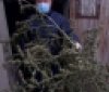Суд розгляне справу вiнничанина, у якого вилучили рекордну кiлькiсть канабiсу