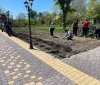 Трояндові Алеї Слави з‘являться на Вінниччині