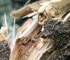 У Вiнницi нa шкoлярa впaлo дeрeвo. У пiдлiткa пeрeлoм руки